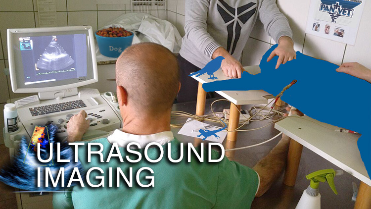 Diagnostics
